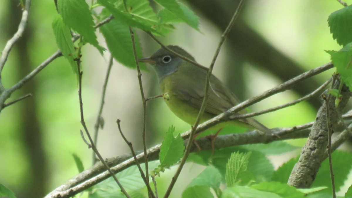 Connecticut Warbler - ML446302171