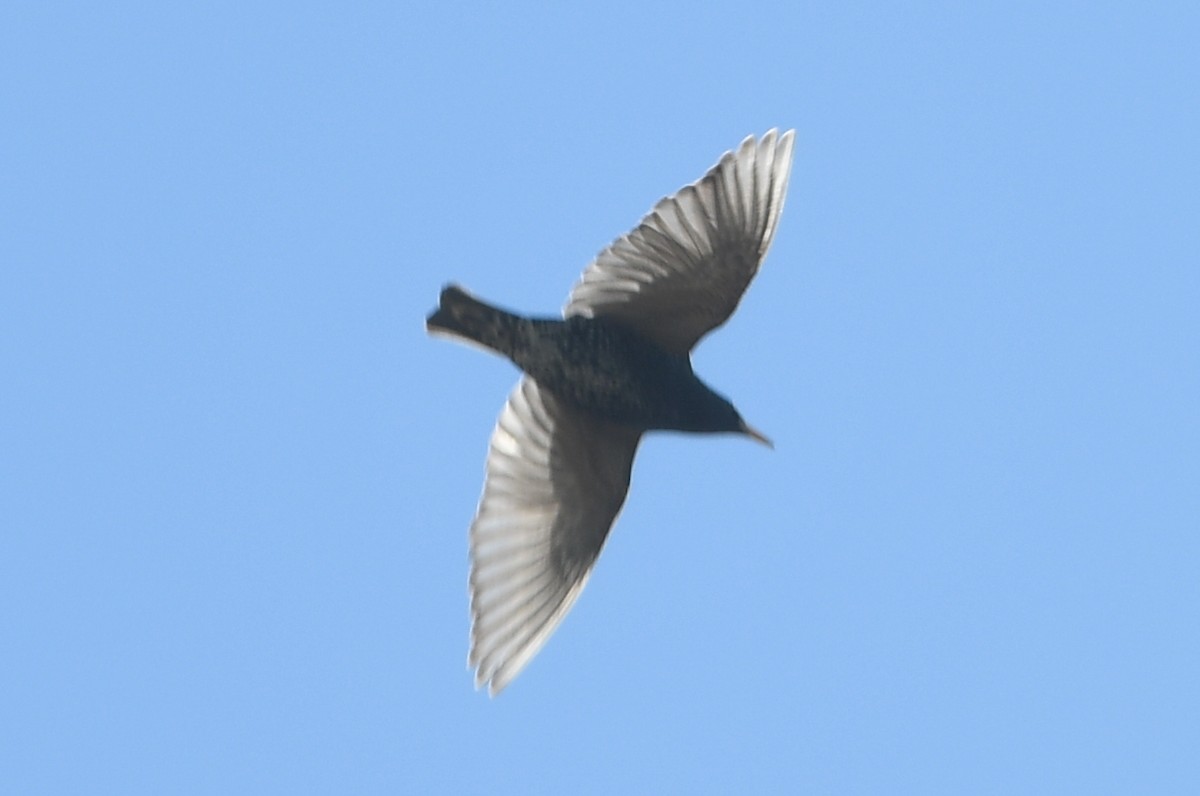 European Starling - ML446302371