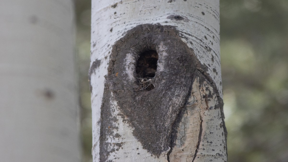 Mountain Chickadee - ML446302681