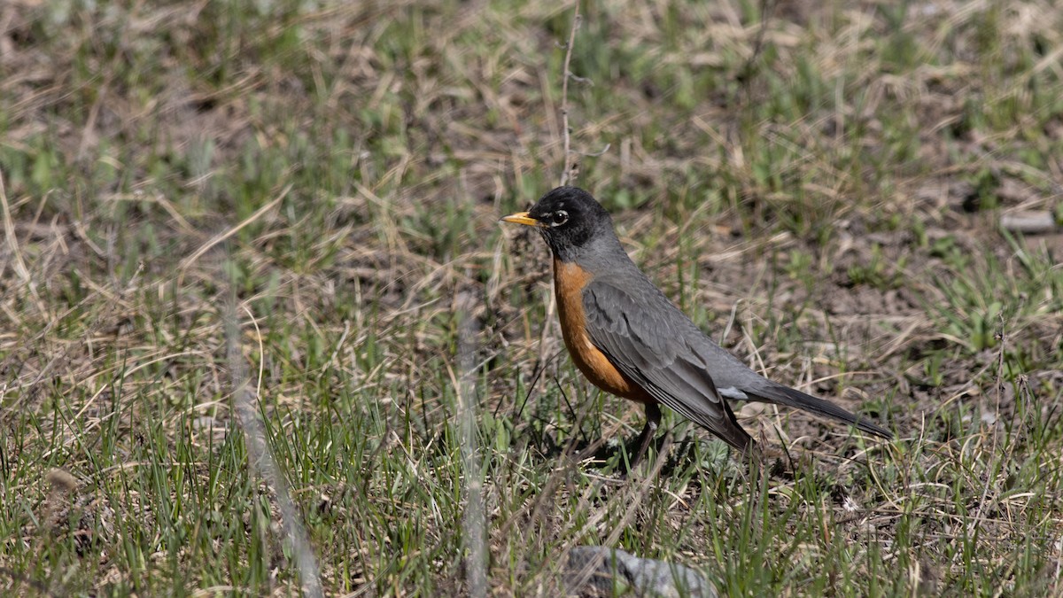 American Robin - ML446302891