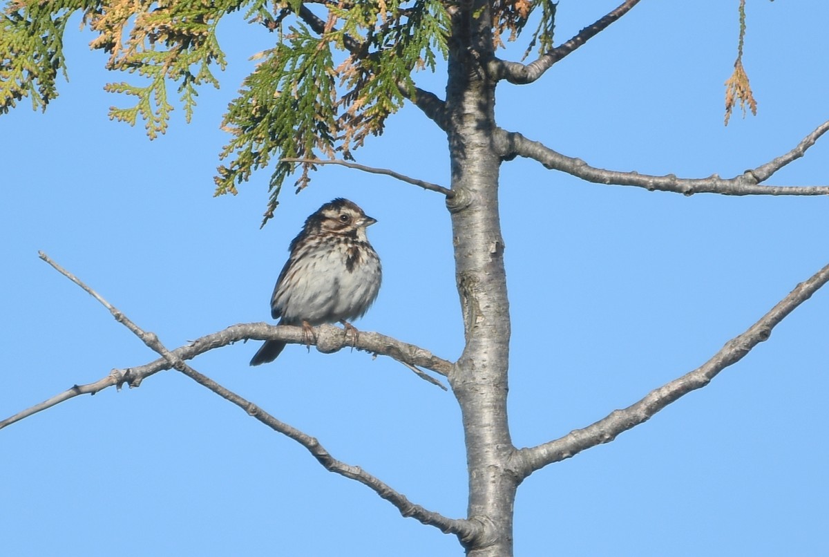 Song Sparrow - Isabel Apkarian