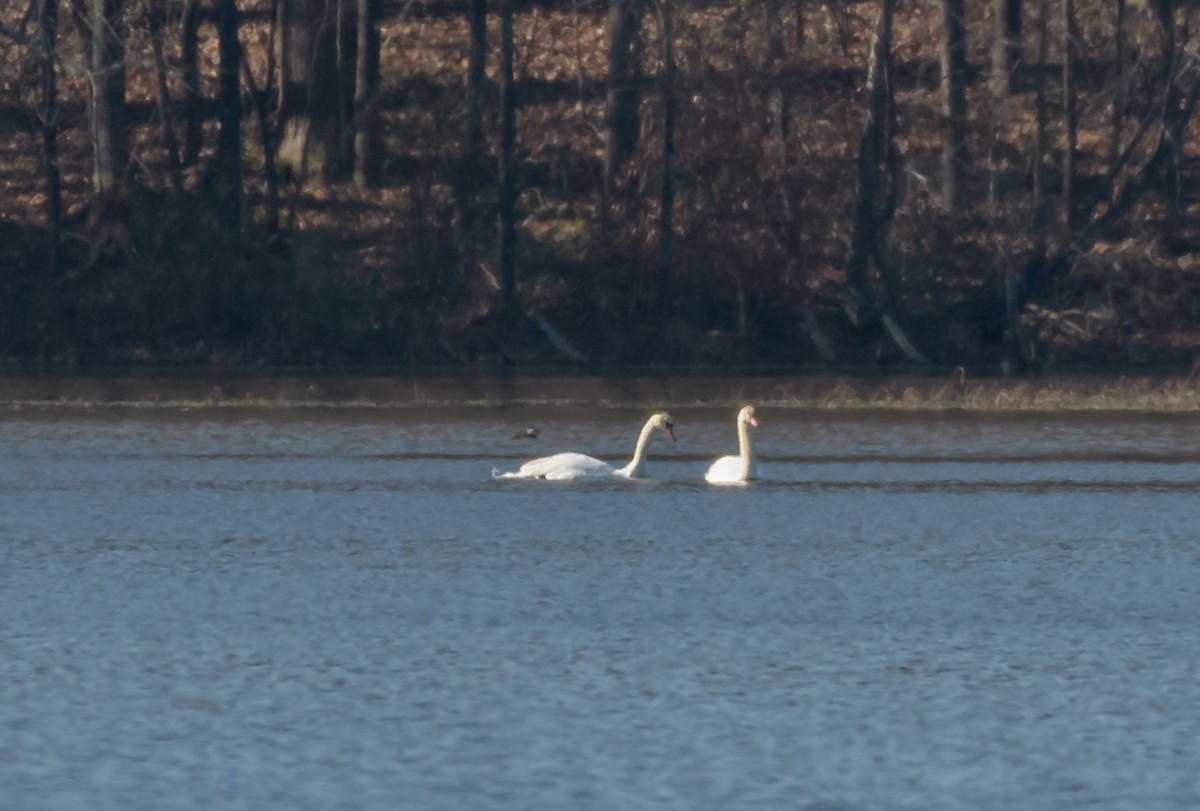 Mute Swan - ML44630401