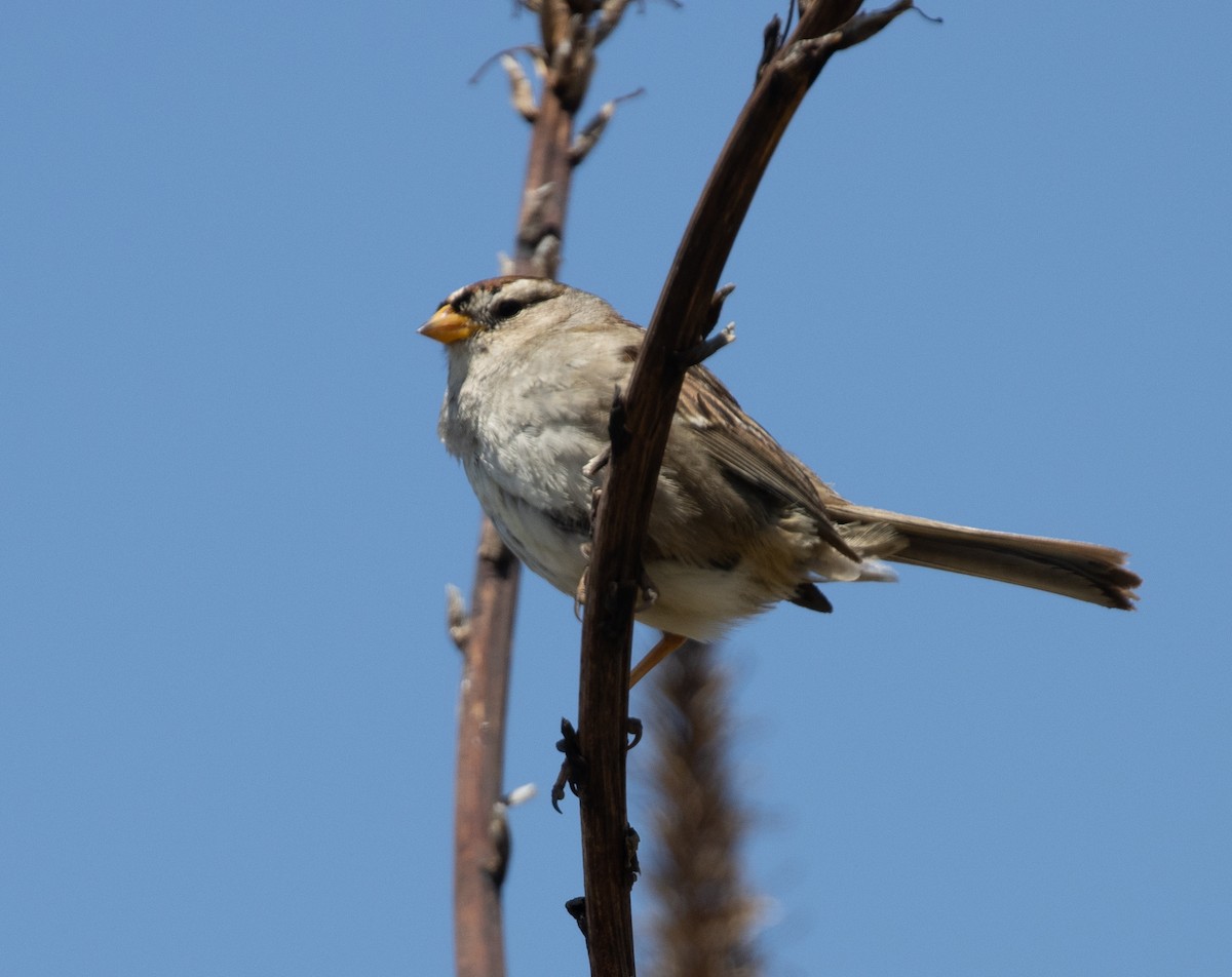 White-crowned Sparrow - ML446305741