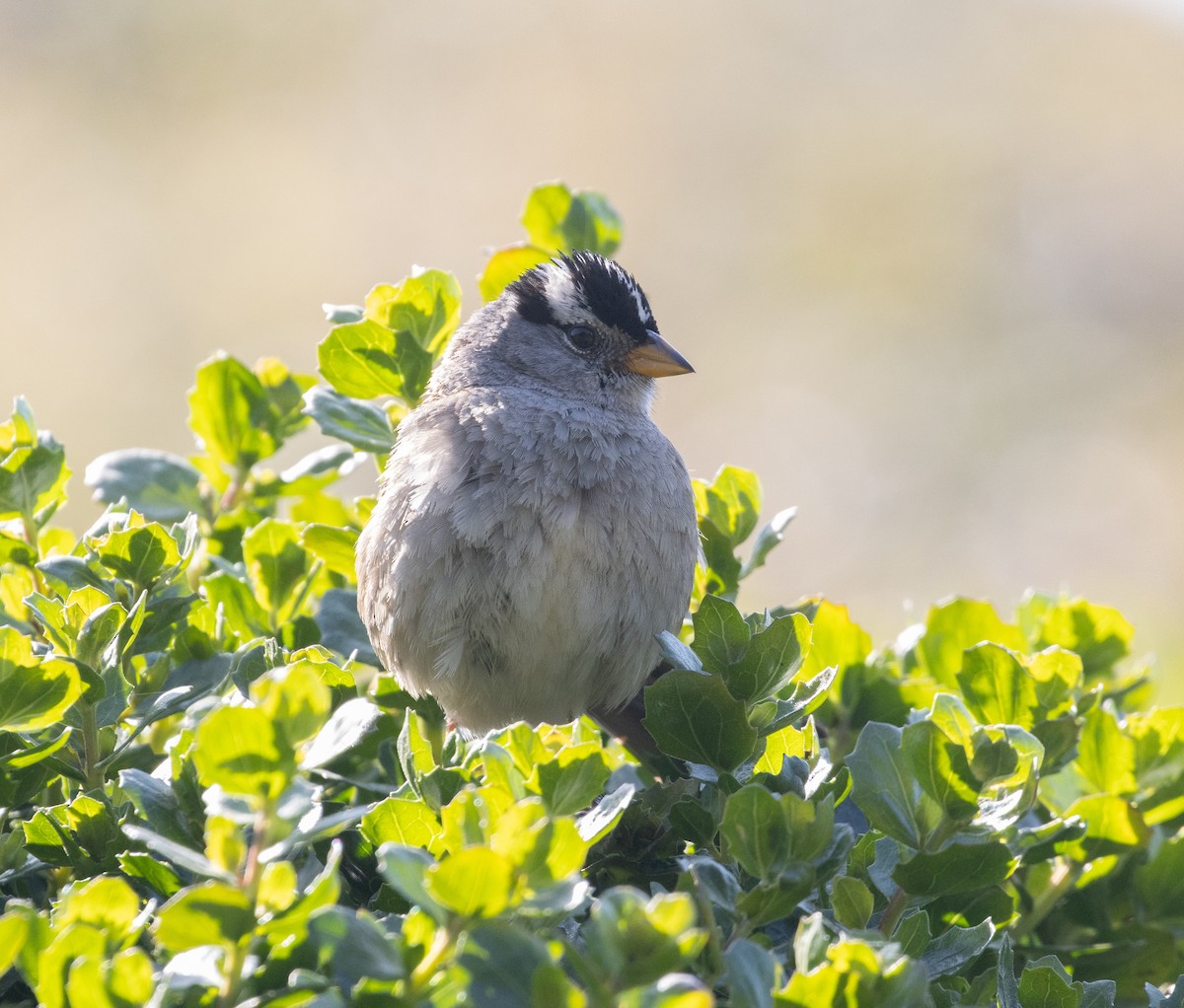 White-crowned Sparrow - ML446307061