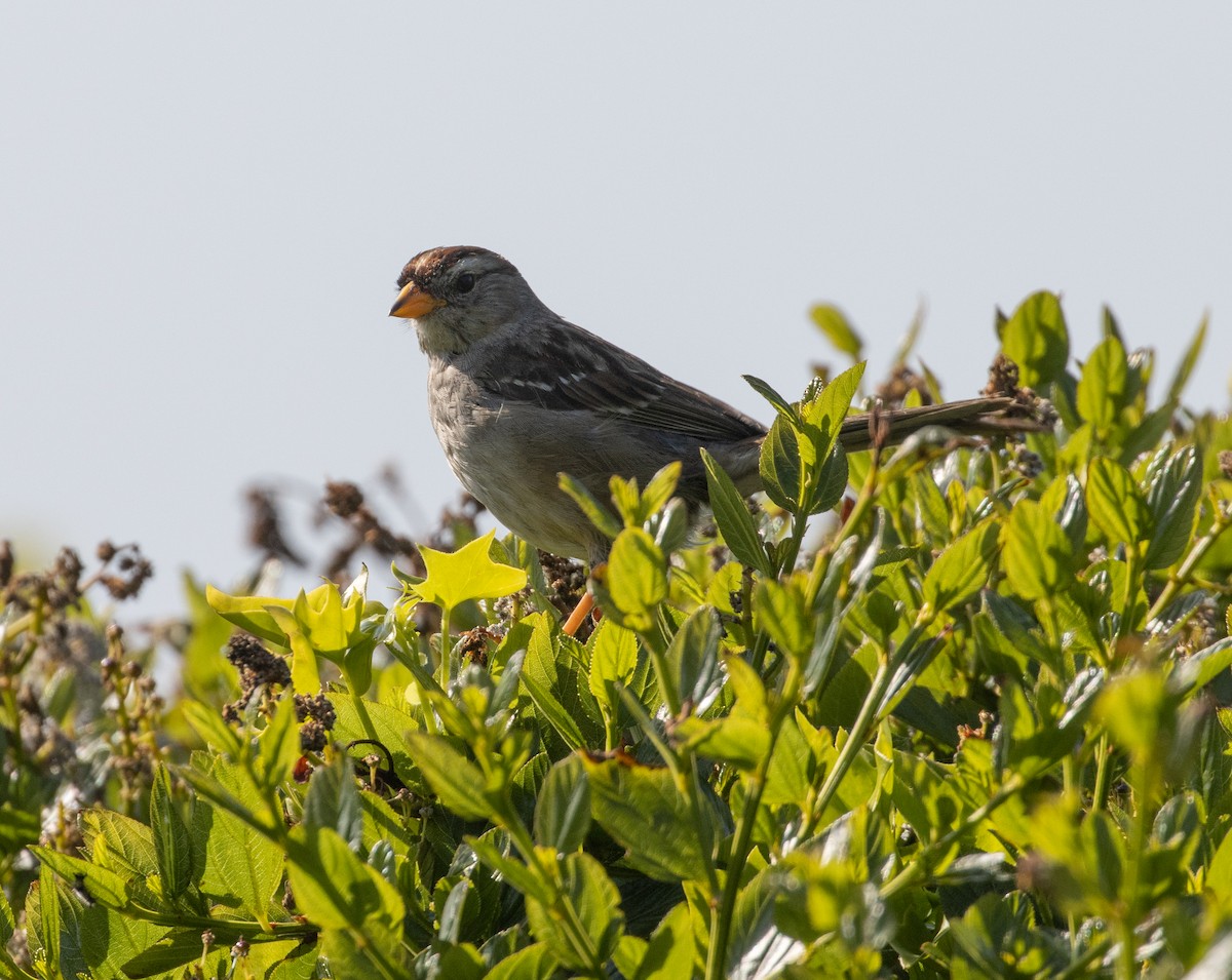 White-crowned Sparrow - ML446307071