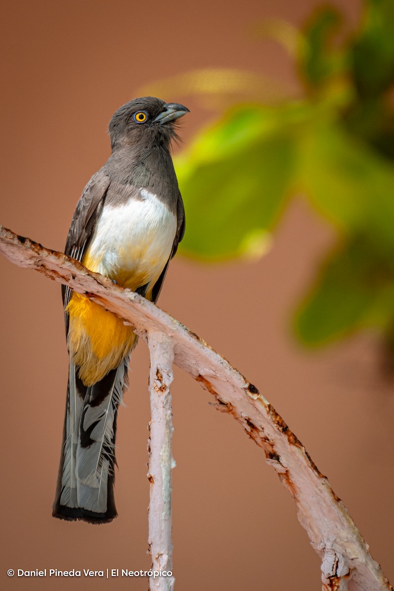 trogon žlutobřichý - ML446307501