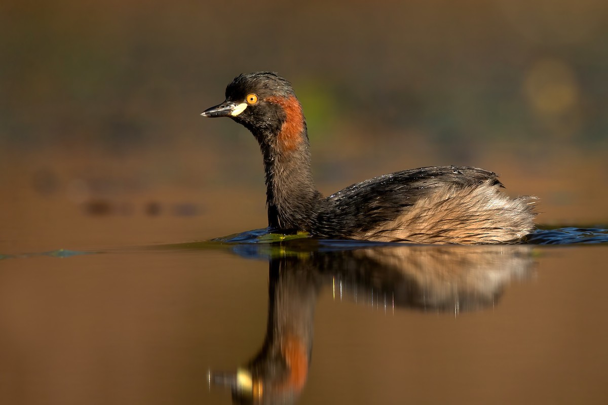 Australasian Grebe - David Irving