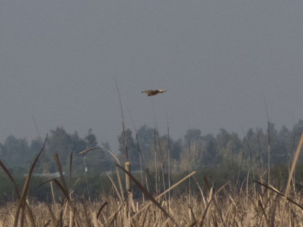 Short-eared Owl - ML446308351