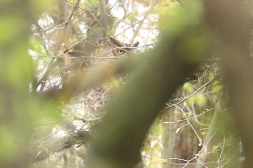 Great Horned Owl - ML446309701