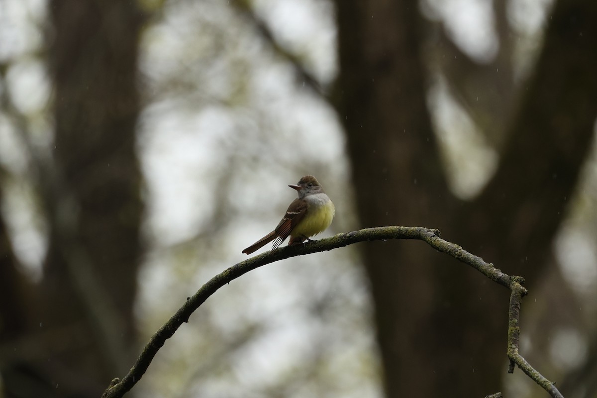 Great Crested Flycatcher - ML446309801