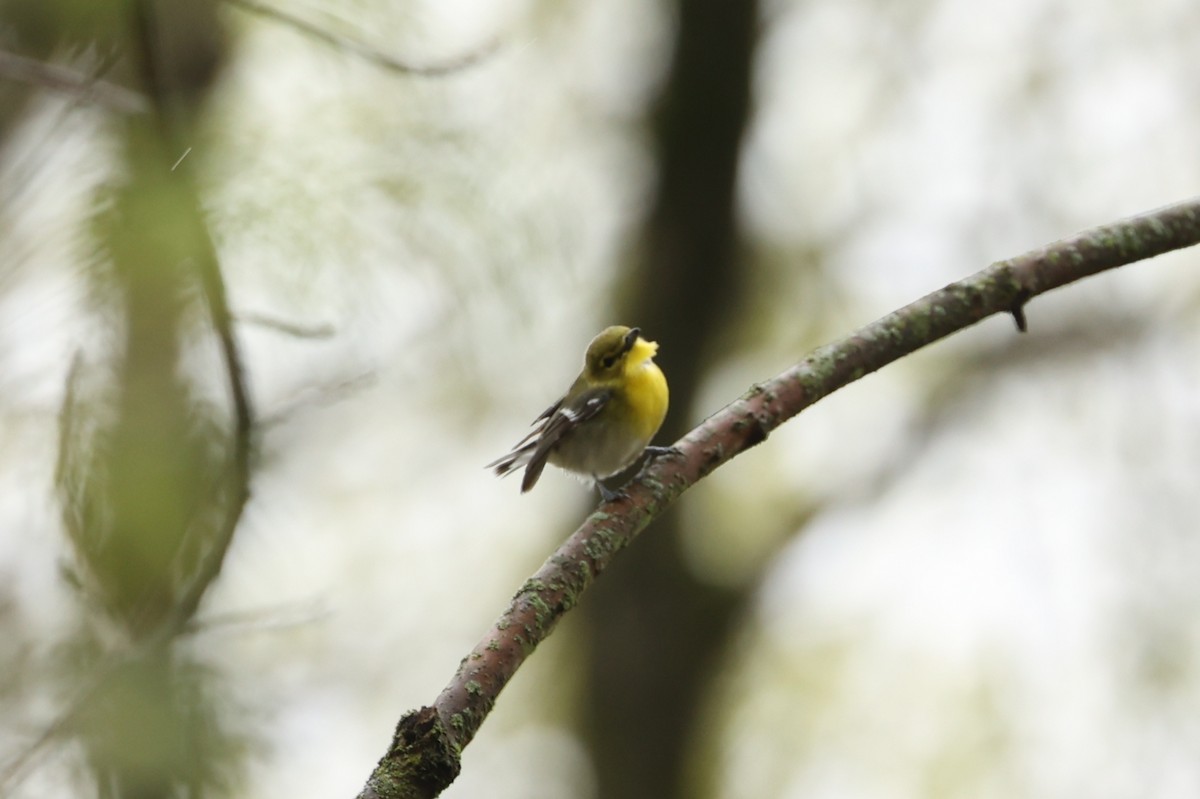 Yellow-throated Vireo - ML446309901