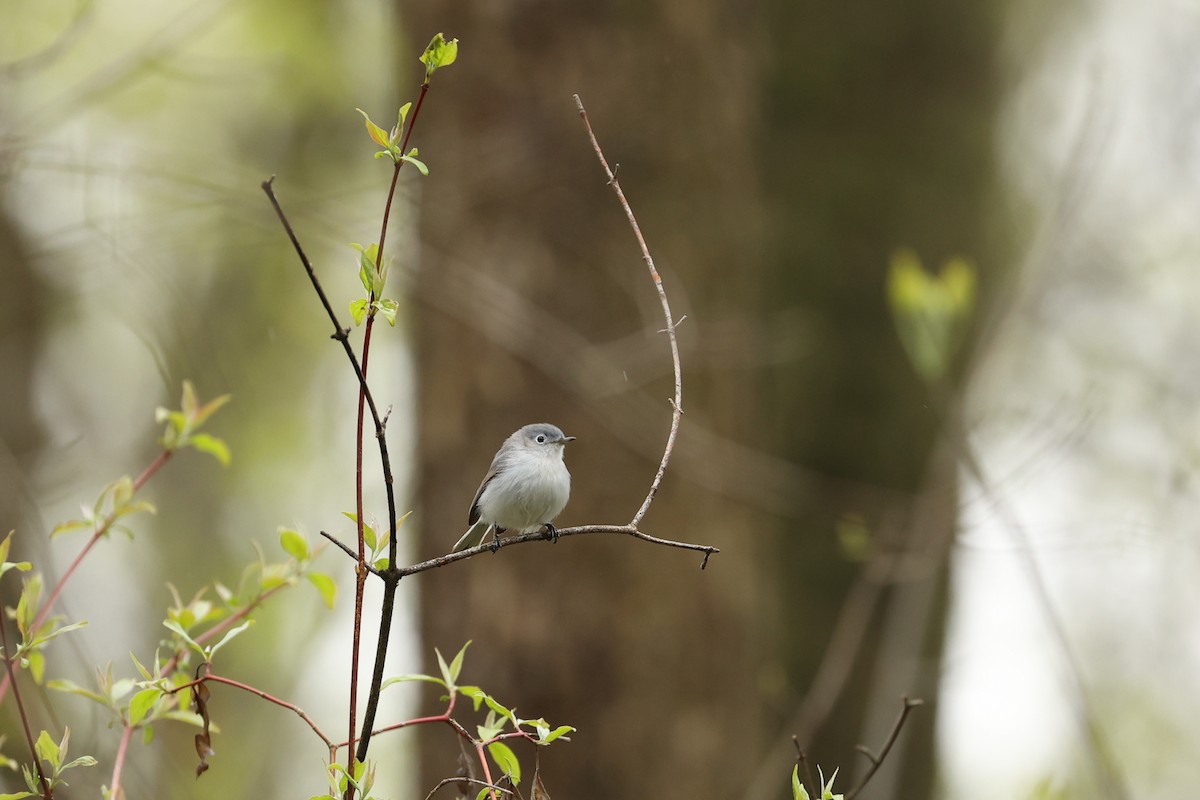 Blue-gray Gnatcatcher - ML446310071