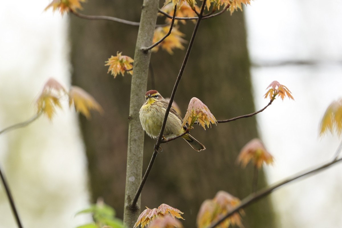 Palm Warbler - ML446310441