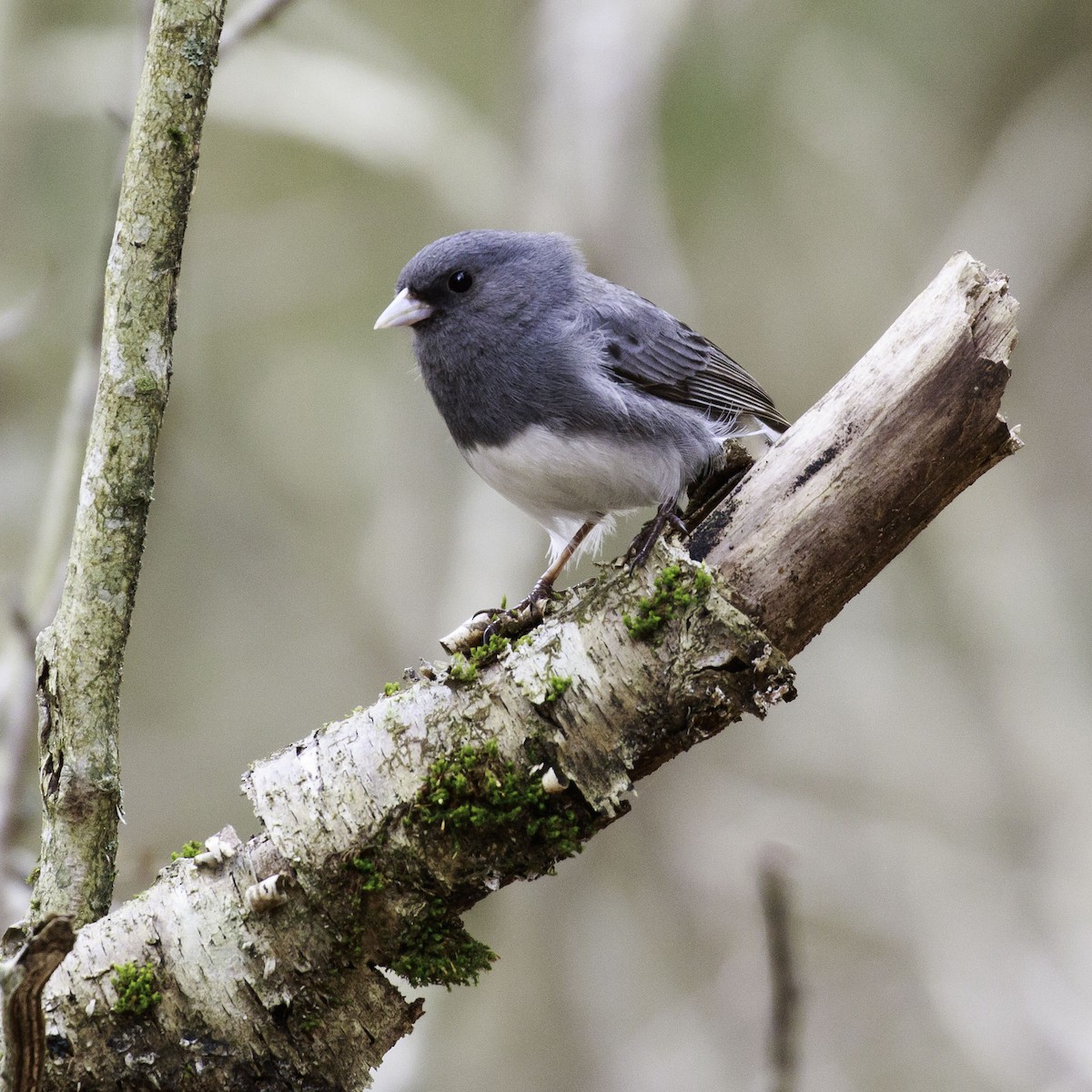 Dark-eyed Junco (Slate-colored) - Jeff Lewis