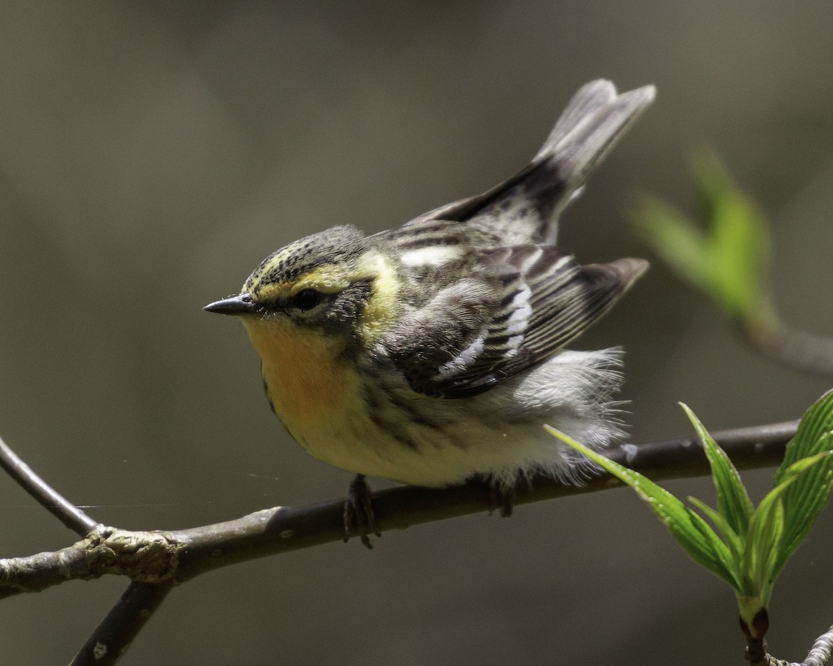 Blackburnian Warbler - Jeff Lewis