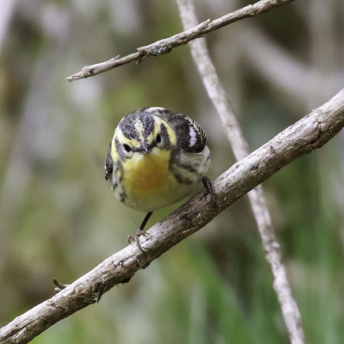 Blackburnian Warbler - Jeff Lewis