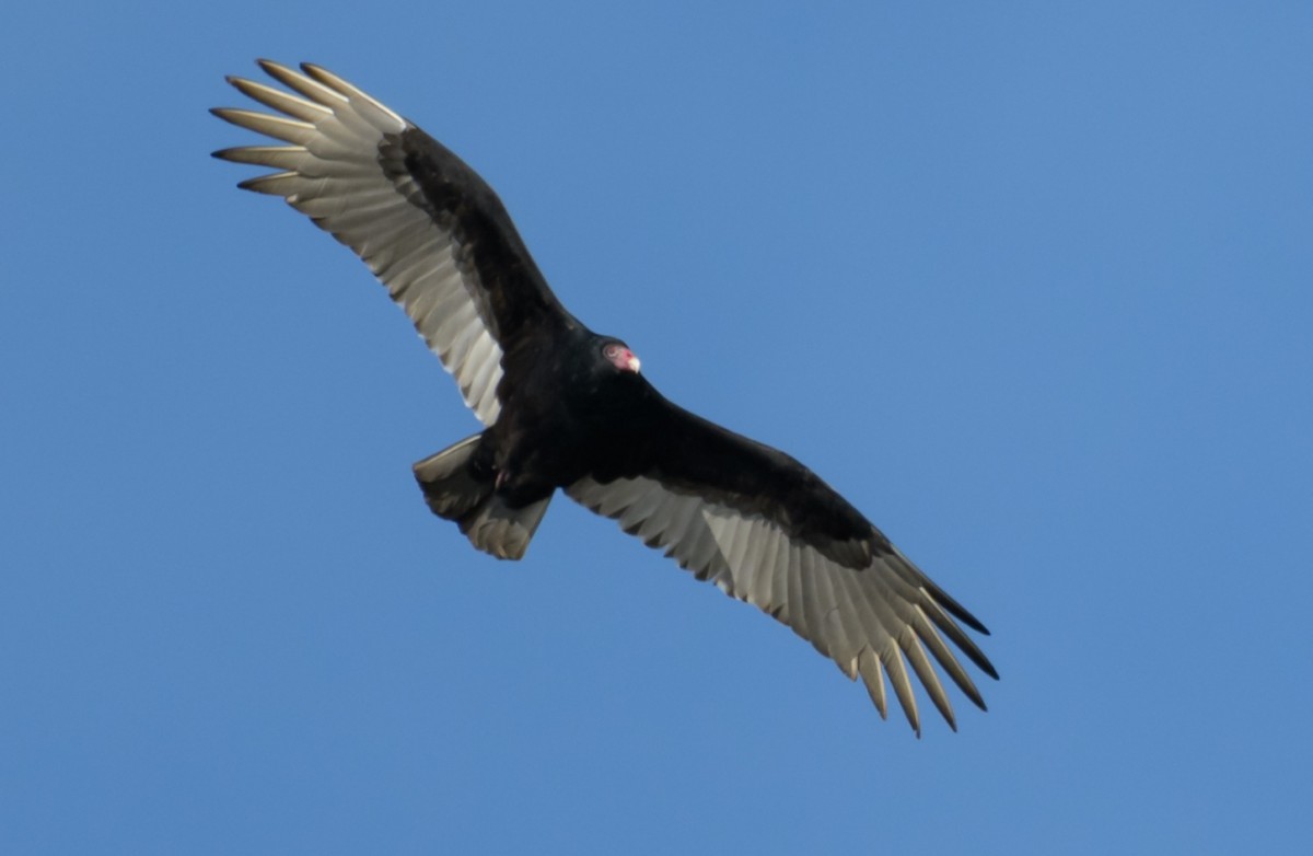 Turkey Vulture - ML44631131
