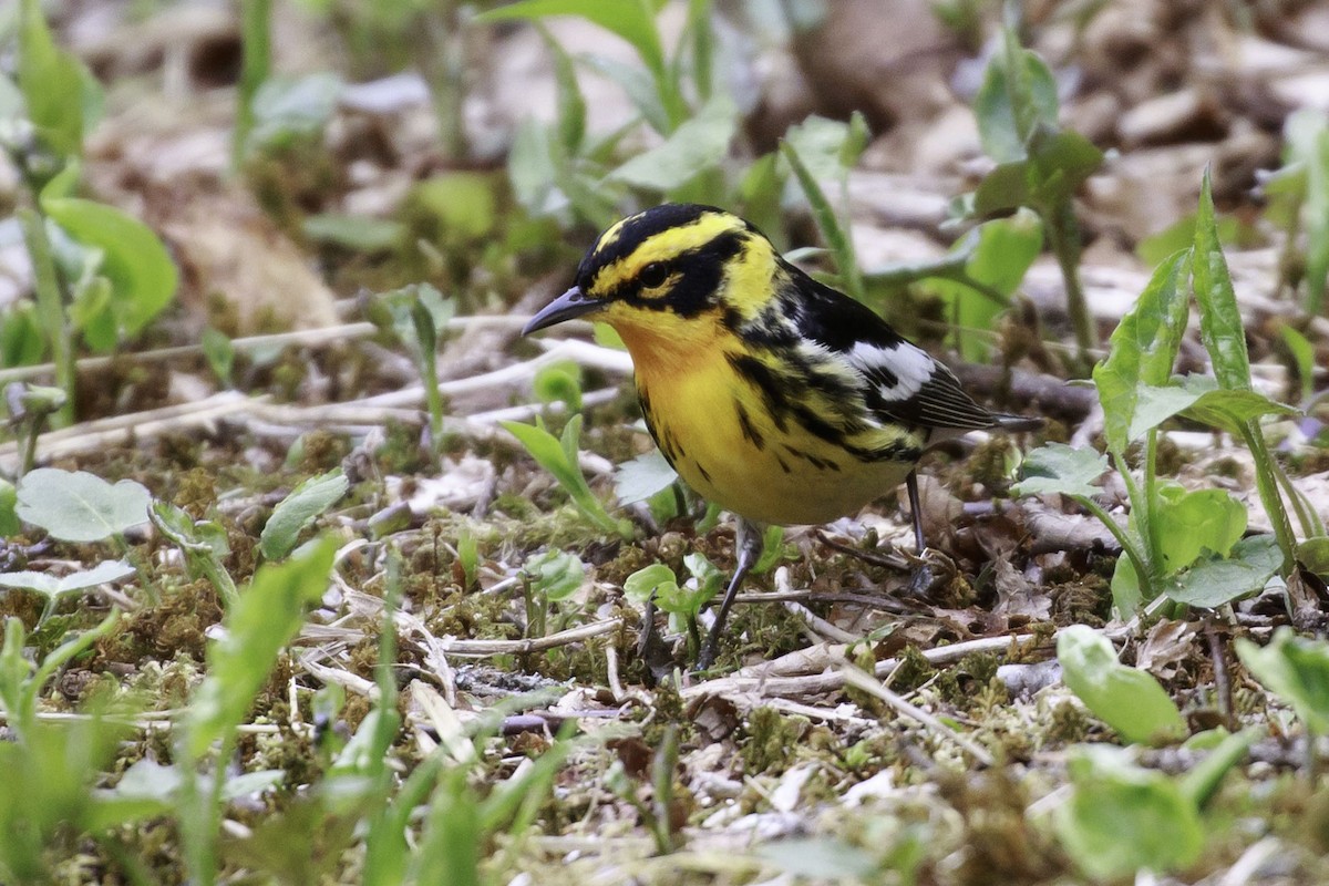 Blackburnian Warbler - Jeff Lewis