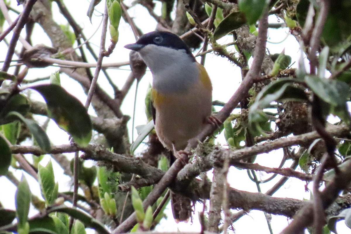 Black-headed Shrike-Babbler - ML446311751