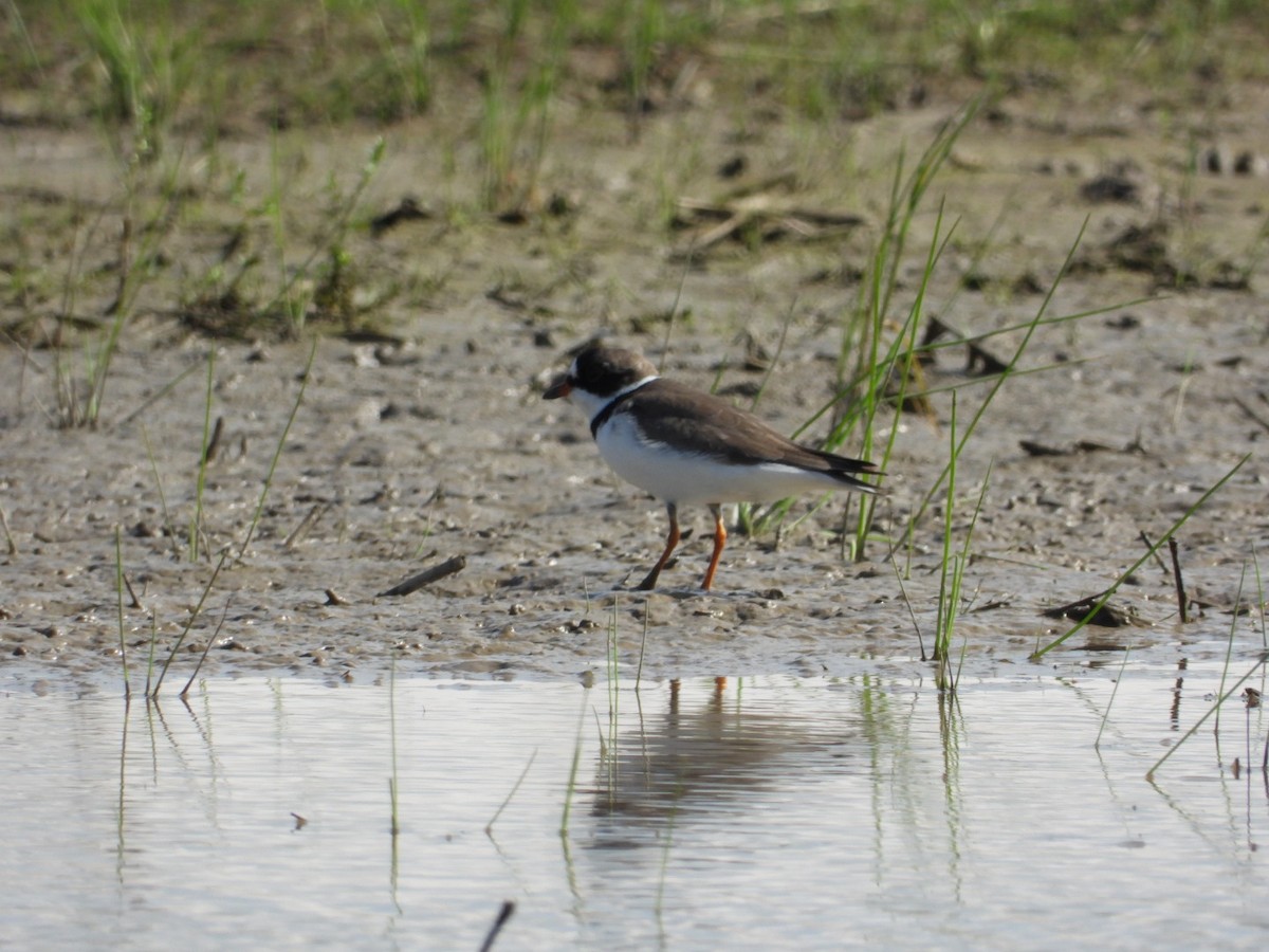 Semipalmated Plover - ML446312121