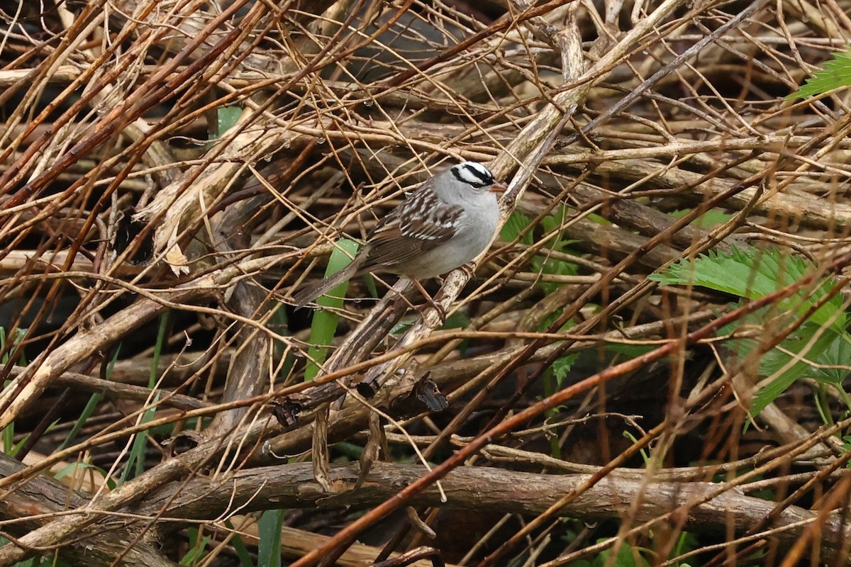 White-crowned Sparrow - ML446312481