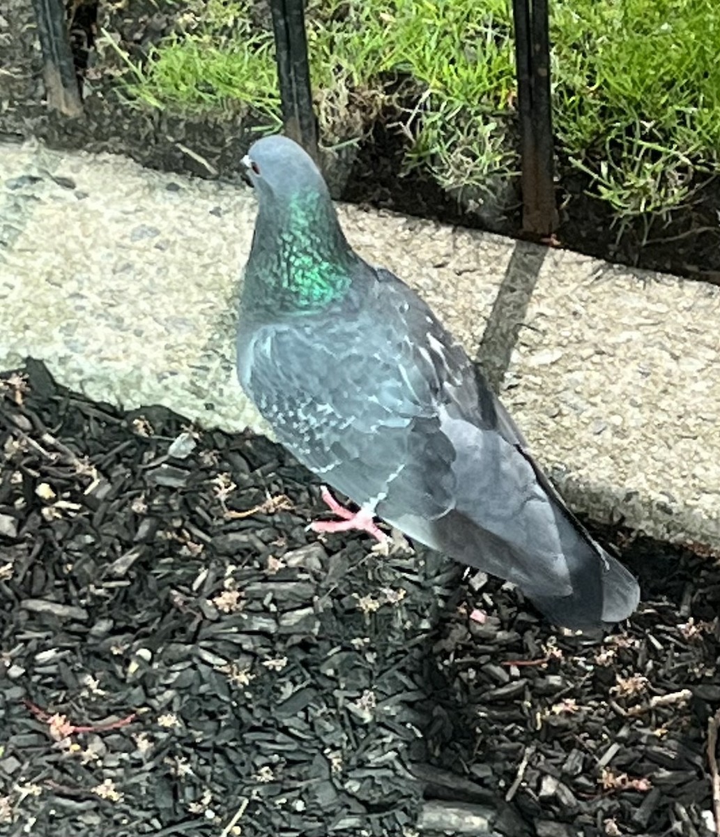 Rock Pigeon (Feral Pigeon) - ML446313781