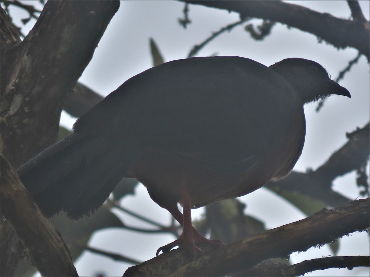 Sickle-winged Guan - ML446315151