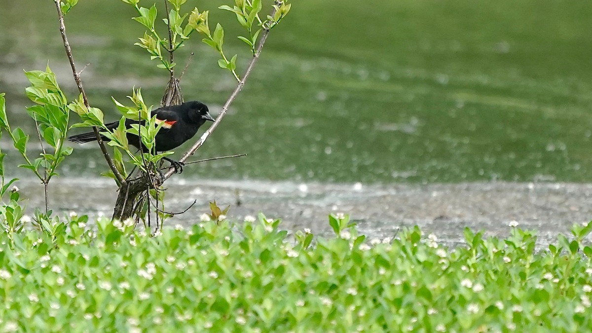 Red-winged Blackbird - ML446316171