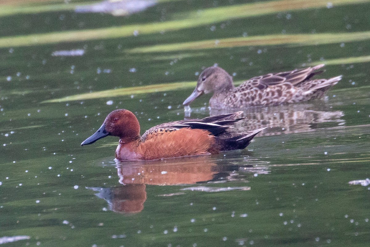 Cinnamon Teal - ML446316821