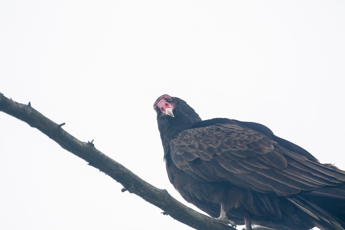 Turkey Vulture - Jason Stovin