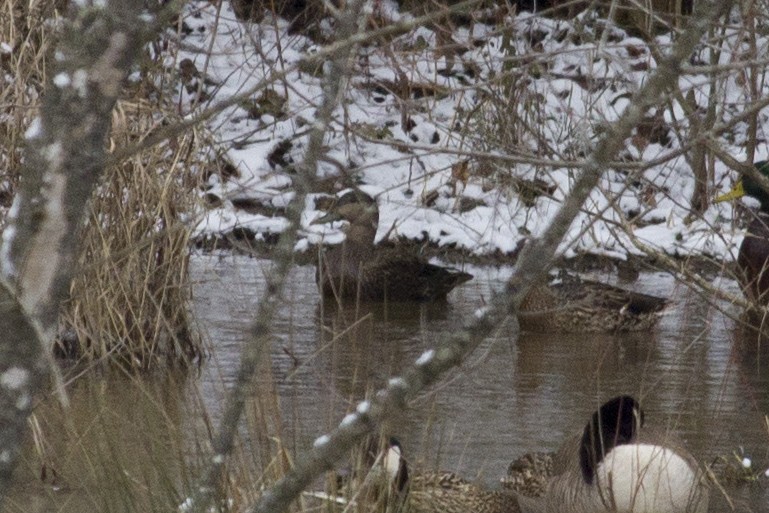 American Black Duck - ML44631821