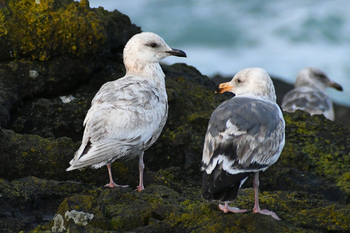 Iceland Gull (Thayer's) - ML446318421