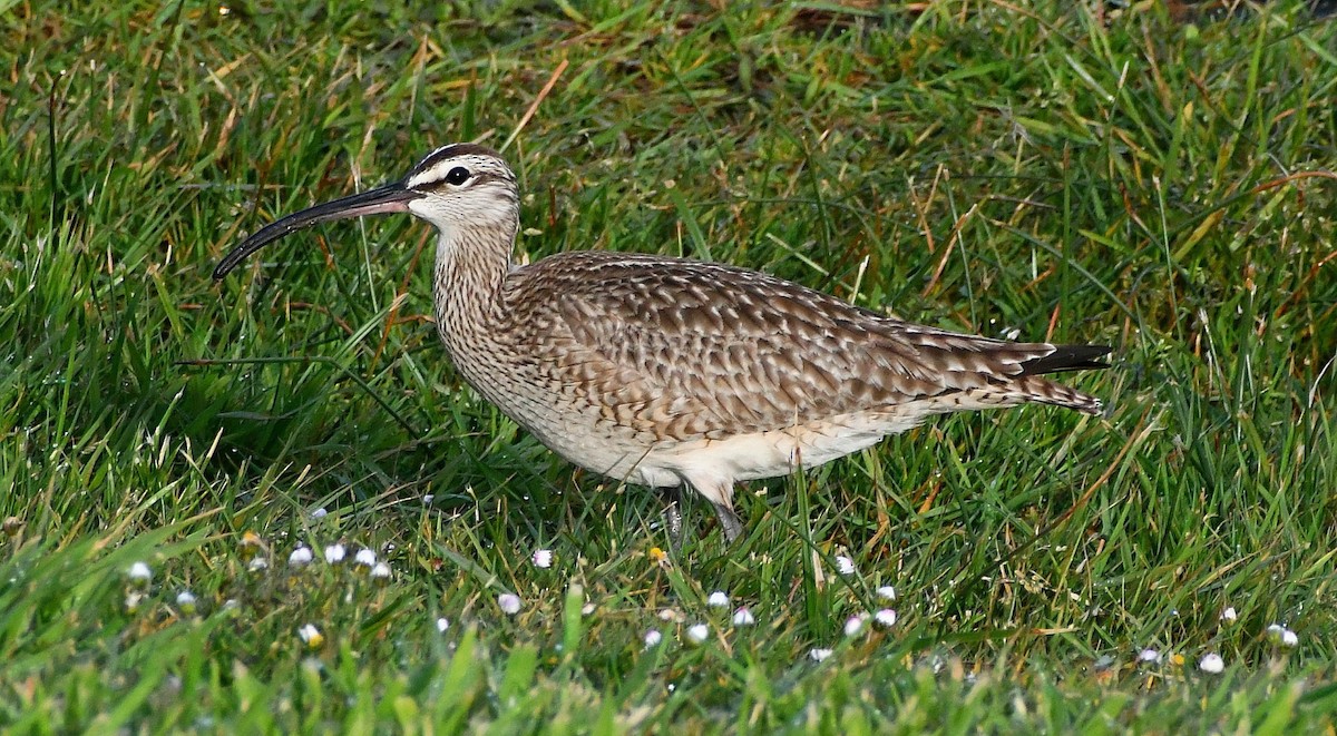 Whimbrel - Phil Pickering