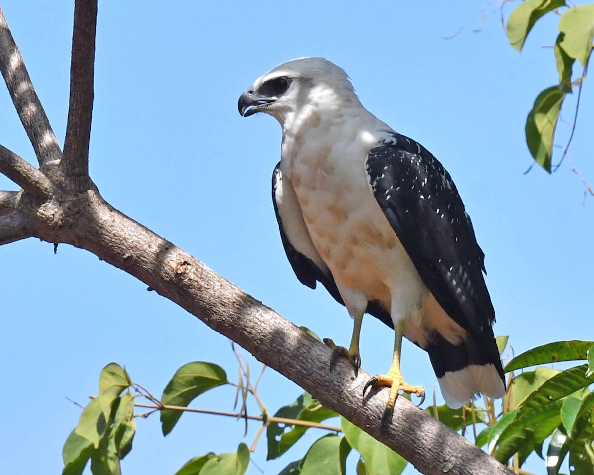 White Hawk - ML446318551