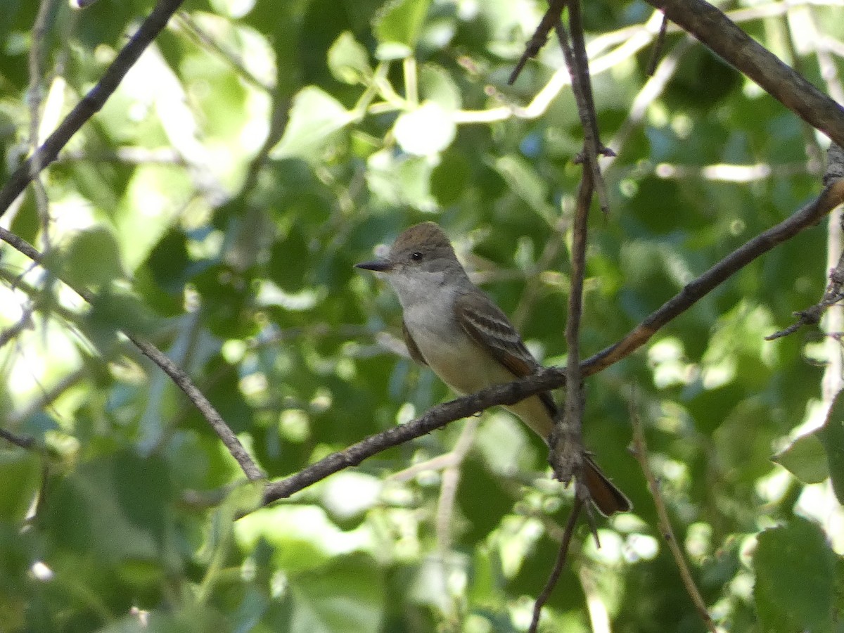 Brown-crested Flycatcher - ML446318831