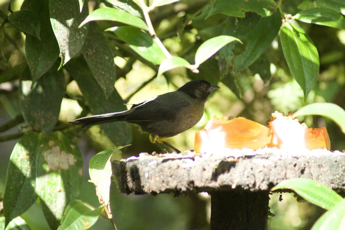 Yellow-thighed Brushfinch - Daniel Gil