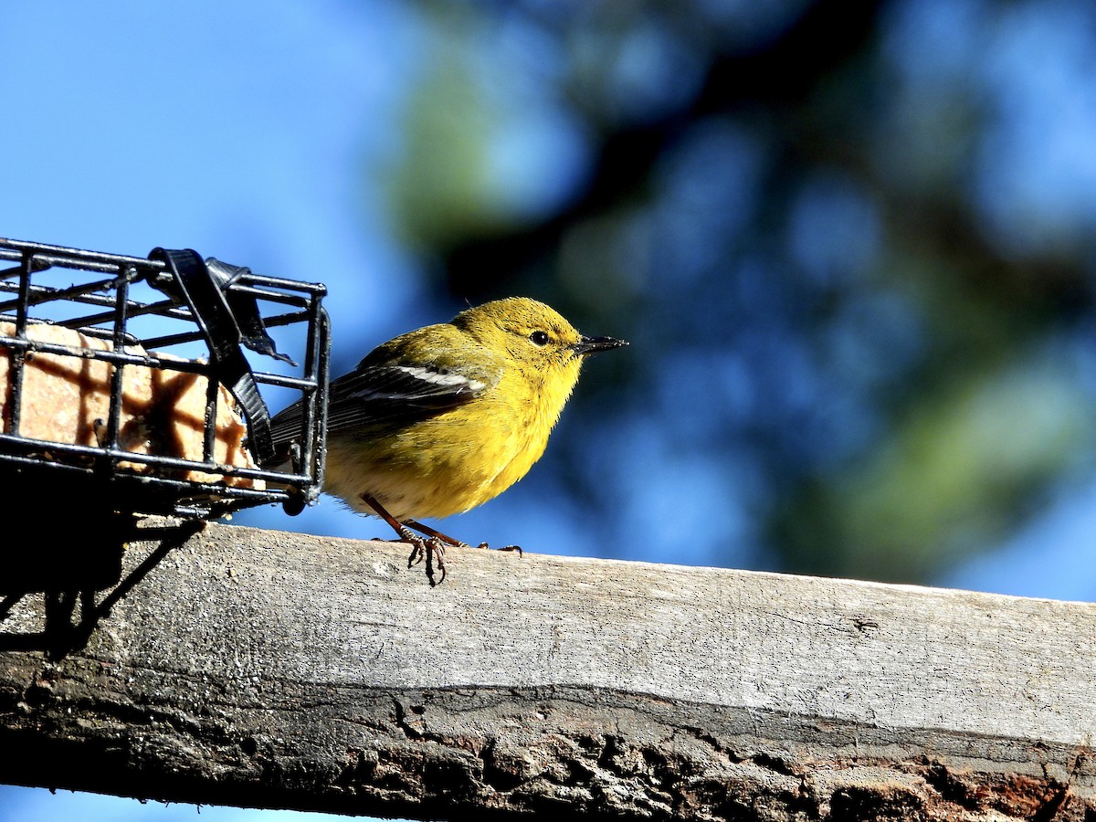 Pine Warbler - ML446319471