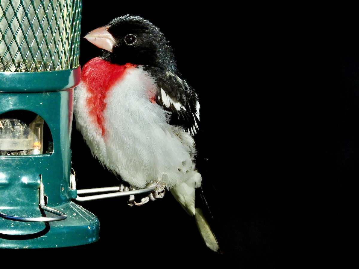 Rose-breasted Grosbeak - ML446319771