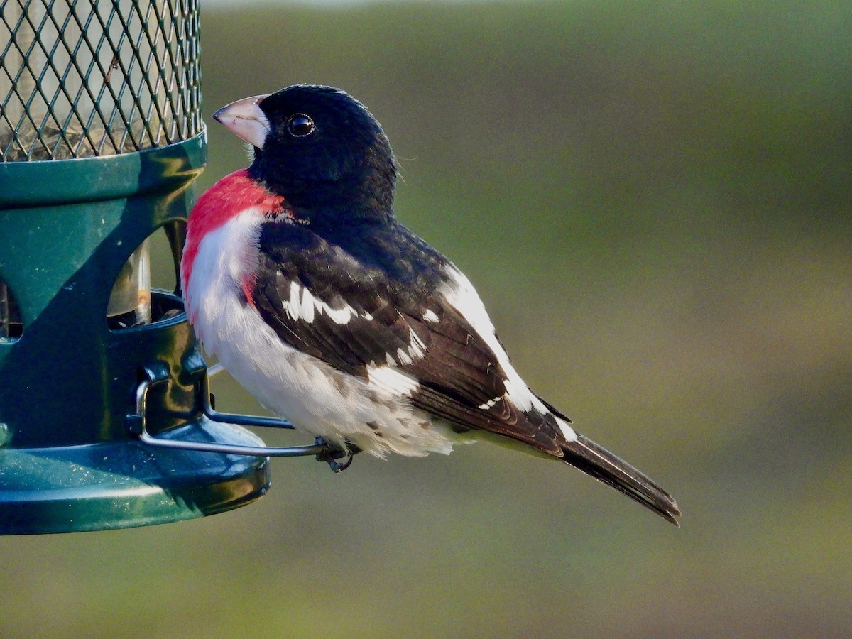 Rose-breasted Grosbeak - ML446319861