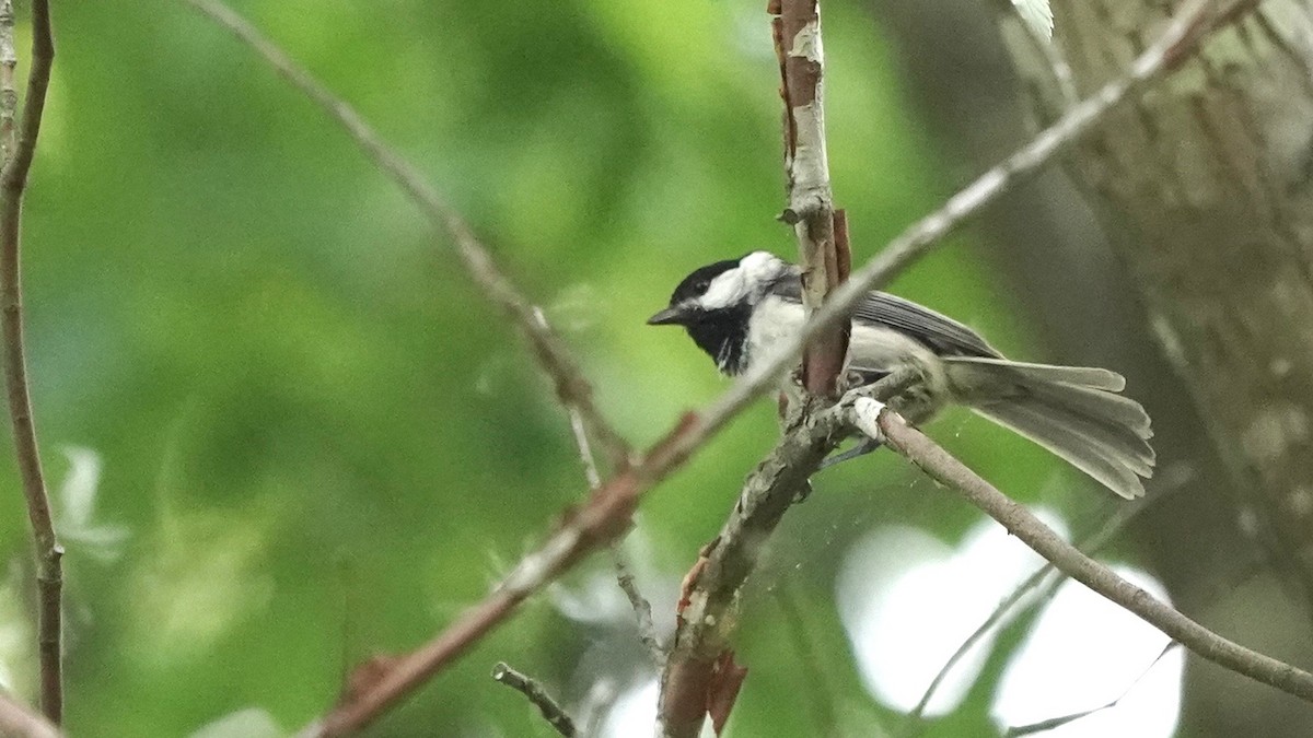 Carolina Chickadee - ML446320591