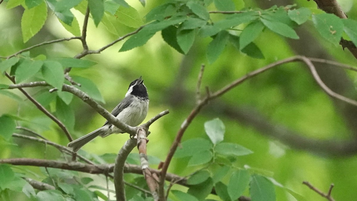 Carolina Chickadee - ML446320611