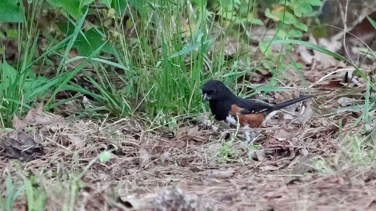 pipilo rudooký - ML446320751