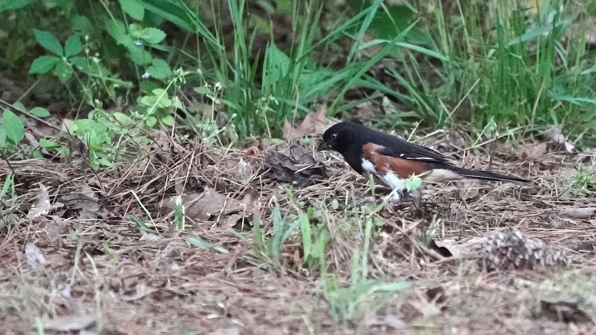 pipilo rudooký - ML446320791