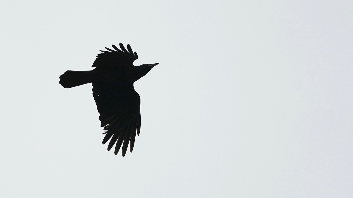 American Crow - ML446320971