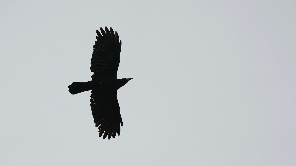 American Crow - ML446320991