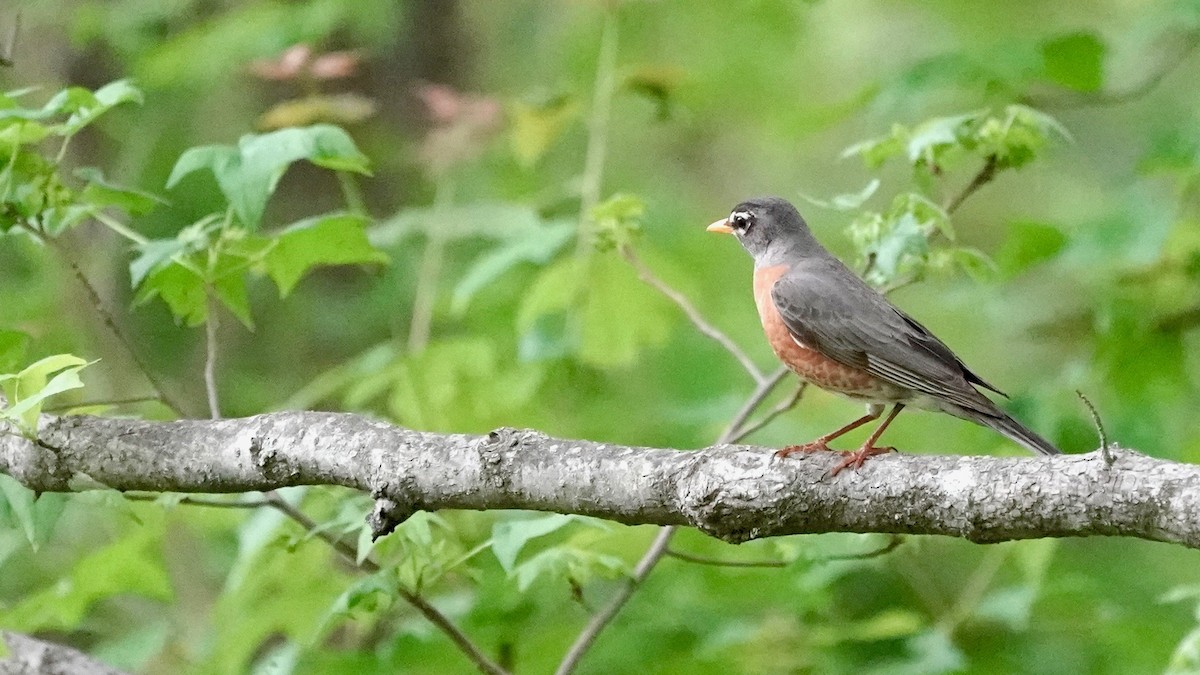 American Robin - Indira Thirkannad