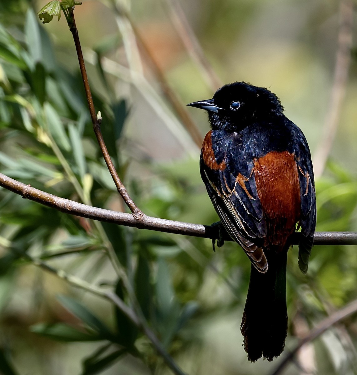 Orchard Oriole - ML446321901