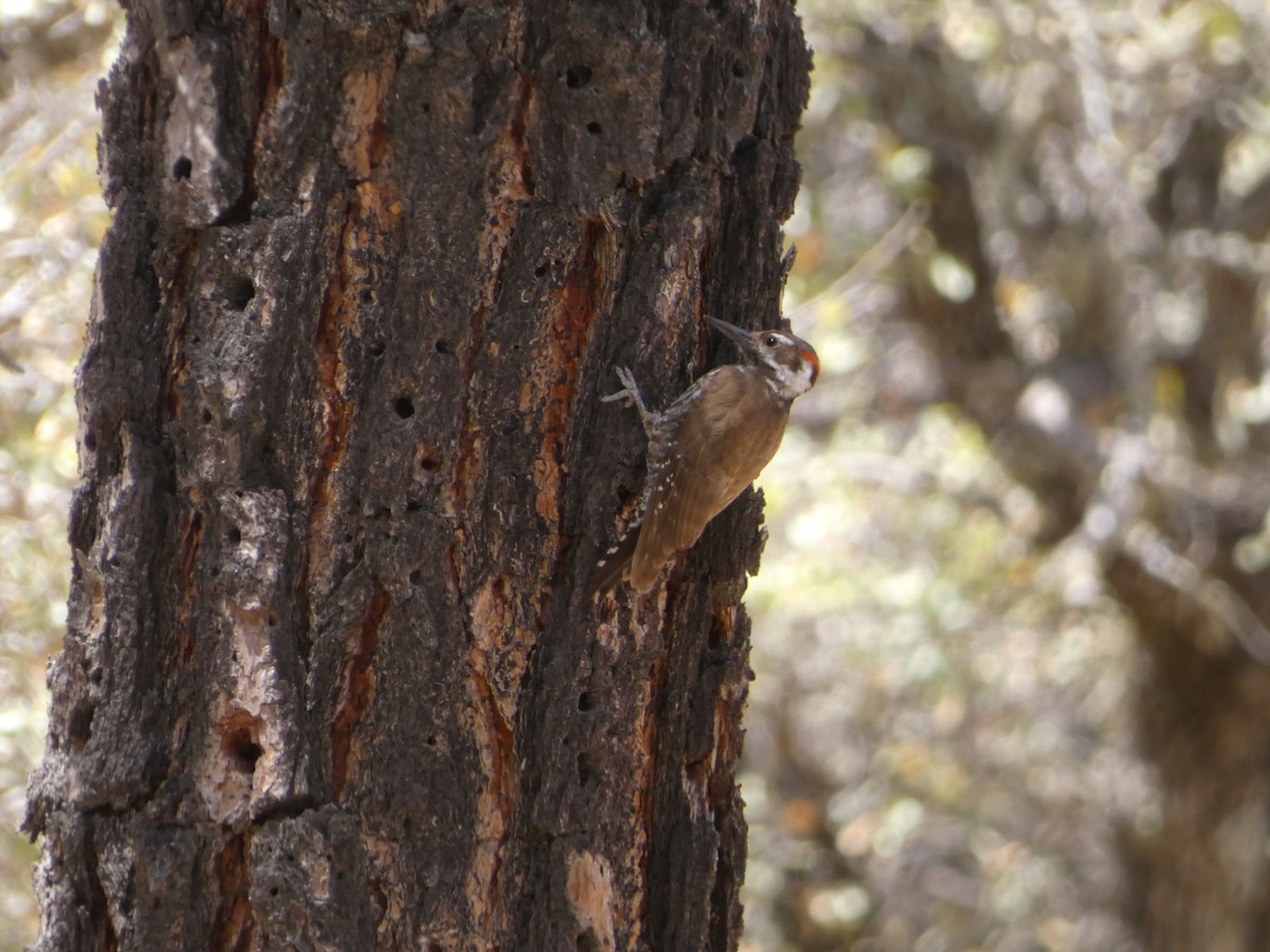 Arizona Woodpecker - ML446321971