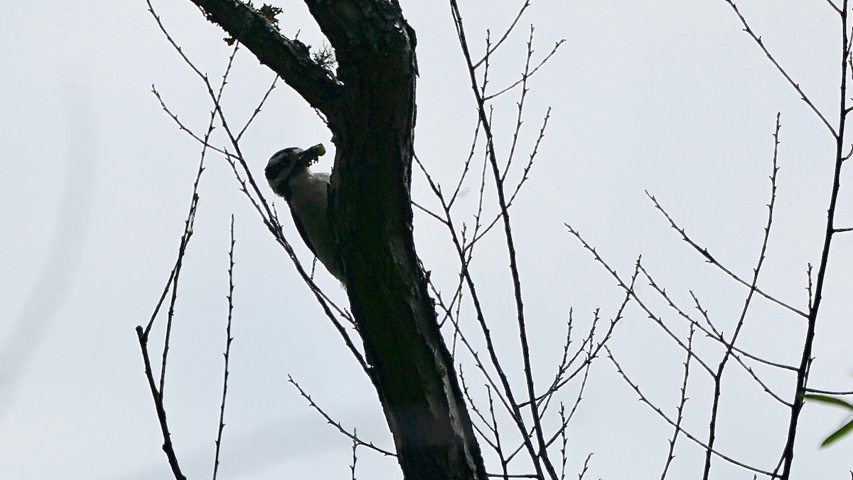 Downy Woodpecker - ML446321981