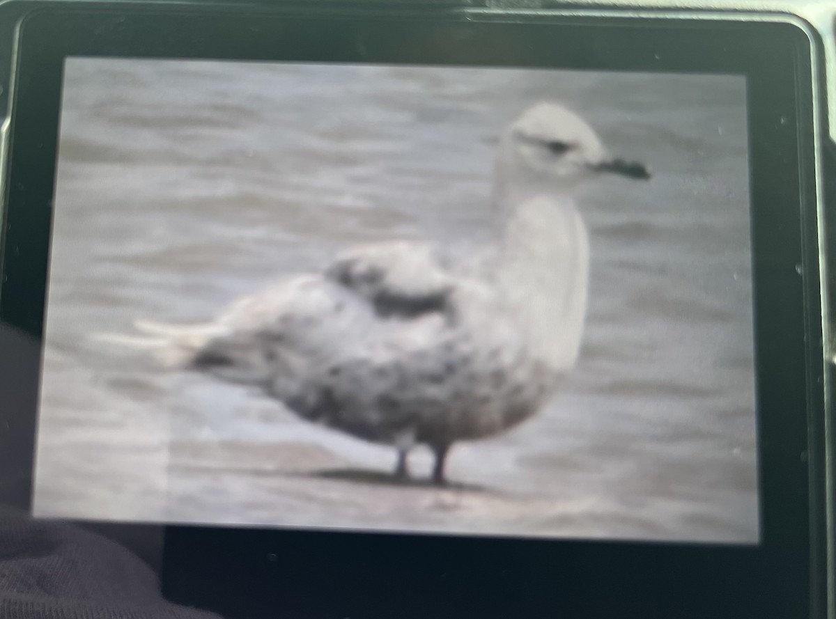 Iceland Gull - ML446322551
